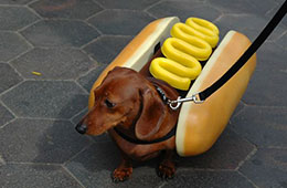 Get Your Red-Hot Dachshund Sausages!